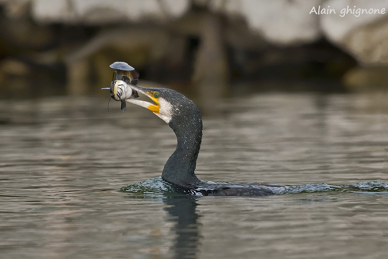 Cormorani affamati e non...